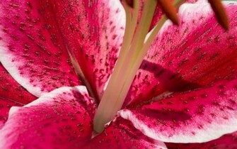 Stargazer Lily Wallpaper
