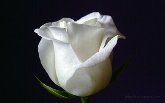 White Rose Wallpaper Stock Photos