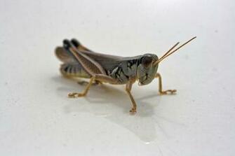 Wallpaper Grasshopper