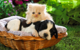 Cute Baby Animal Wallpaper