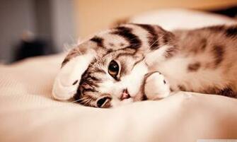 Funny Lazy Cat HD Desktop Wallpaper Widescreen High Definition
