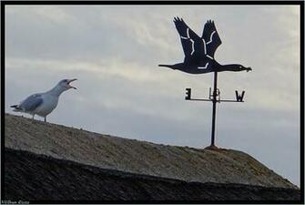 Goeland La Pointe Des D Coll S Saint Lunaire