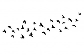 Flying Birds Black Wallpaper
