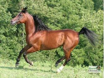 Arabian Horse Screensaver And Desktop Wallpaper