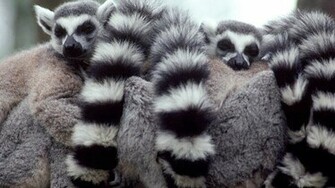 Lemur Wallpaper