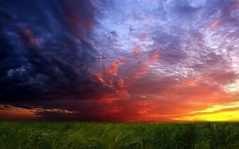 Grasslands Wallpaper Collection