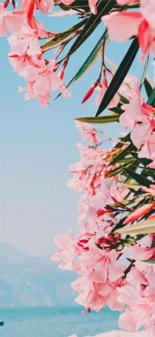 Pink And White Petaled Flowers iPhone Wallpaper