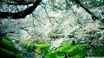 Wonderful Spring Day Wallpaper