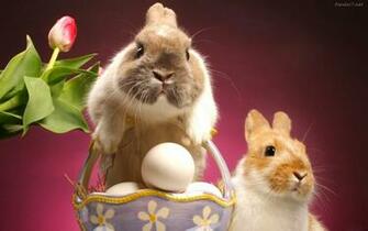 De Pantalla Easter Conejo Bunny HD Widescreen Gratis Imagenes
