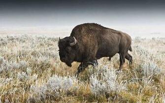 Buffalo Desktop Wallpaper Background For HD
