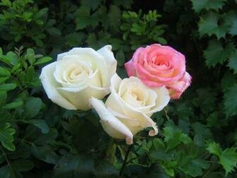Roses Bouquets Wallpaper