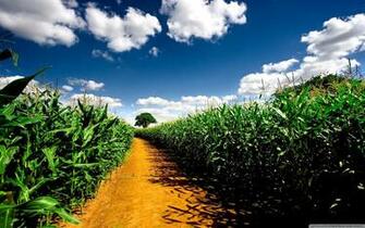 Maize Wallpaper At Wallpaperbro