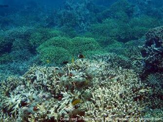 Coral Wallpaper Widescreen Reefs