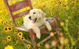 Golden Retriever Cute Puppy Wallpaper In HD For Desktop