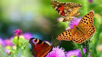Butterfly Desktop Wallpaper