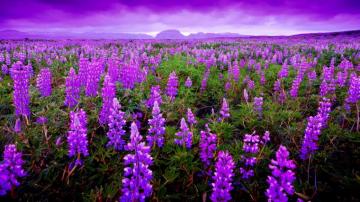Lavender Field Computer Wallpaper Desktop