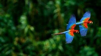 Macaw Parrot HD Wallpaper Pictures Image