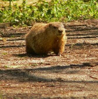 Happy Groundhog Day