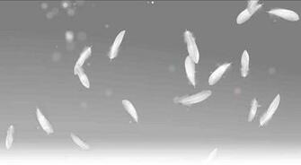 Beautiful Desktop Background Of White Feathers Wallpaper