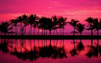 California Palm Trees Background Wallpaper