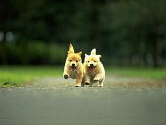 Wallpaper It Is Cute Puppy For iPad From