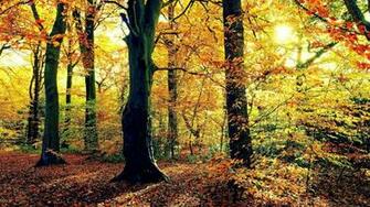 Desktop Wallpaper Fall Scenes In HD