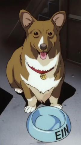 Ein Einthedog Corgi Cowboy Bebop Anime