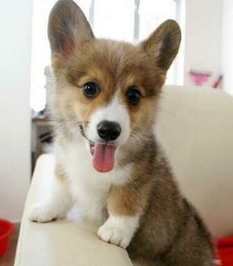 Via Ocd Obsessive Corgi Disorder On