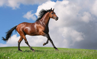 Running Horse Wallpaper
