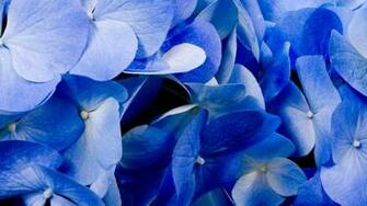 Desktop Wallpaper Hydrangea Resolutions X HD
