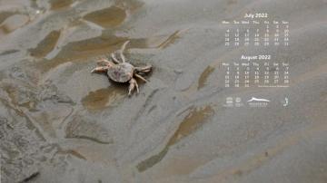 Wadden Sea Digital Calendar