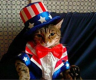 Funny Photos Cats Cat Holiday Patriotic 4th Of July