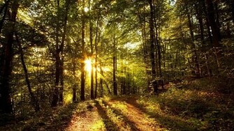 Rays Of Light In The Forest Wallpaper
