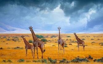 Giraffes In Savannah Jungle Animals Giraffe