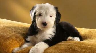 Old English Sheepdog Wallpaper