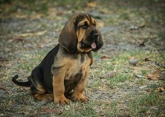Bloodhound Puppy Cool HD Wallpaper