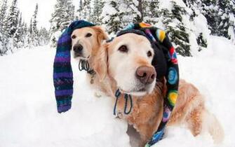 Snow Dogs Wallpaper
