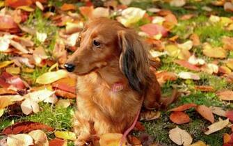 Fall Wallpaper With Dogs Image Pictures Becuo