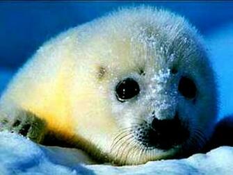 Pixel Desktop Wallpaper Baby Harp Seal Mj Iwallscreen