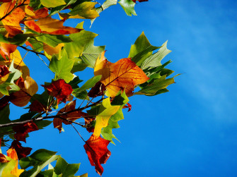 Maples Leaves Wallpaper