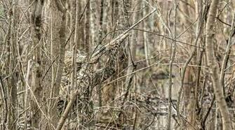 Realtree Camo Pattern Max Jpg