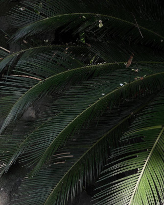 Green Aesthetic Palm Leaves Wallpaper
