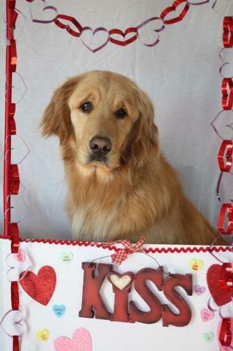 Pin Dogs Wallpaper Golden Retriever Nice Photo Pdfcastnet