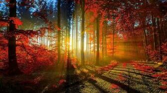 Of Beautiful Wallpaper Group