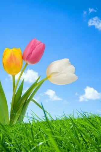 Spring Flowers Ipod Touch Wallpaper Background And Theme