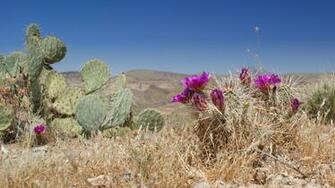 Arizonadesert Blossom