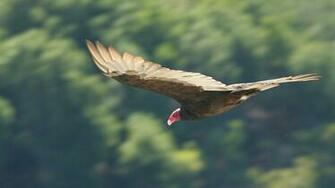 Turkey Vulture Wallpaper