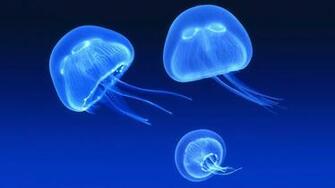 Blue Wallpaper Jellyfish Image