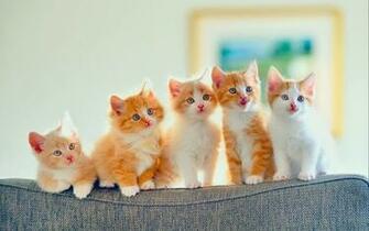 Baby Cat Moms And Babies