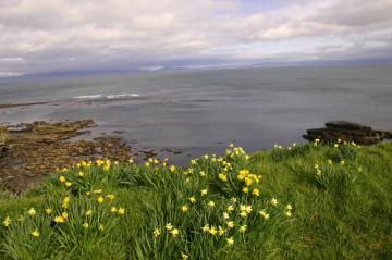 Wallpaper Flowers Flower Daffodil Landscape Atlantic